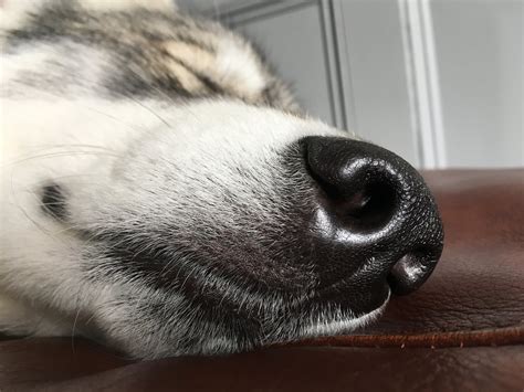 Free Stock Photo Of Gray Wolf Nose Snout