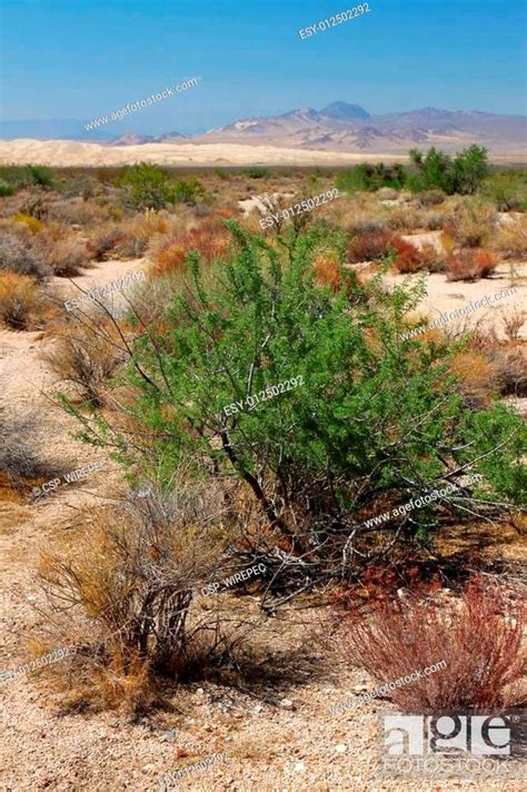 Desert Vegetation And Kelso Dunes Stock Photo Picture And Low Budget