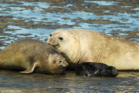 5 Great Places To See Wildlife In Argentina Globerovers