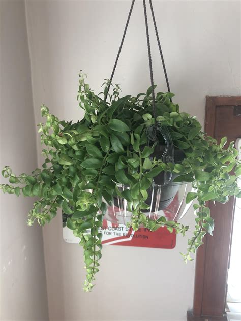 Need To Know This Plants Identity Bought It At Home Depot And Only