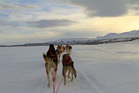 Best Time For Dogsledding In Swedish Lapland Sweden 2024 Roveme