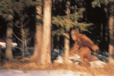 Photos Bigfoot Sightings Over The Years