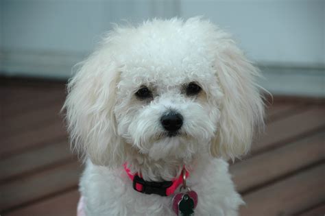Beautiful Dog Breed Bichon Frise On A Leash Wallpapers And