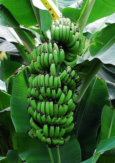 Bananen Foto & Bild | pflanzen, pilze & flechten, früchte und beeren ...