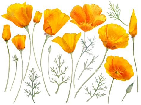 California Poppy Png Download Free Png Images