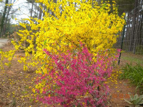 Yellow flowering bush early spring. Plants for Early Spring Blooming | The Tree Center™
