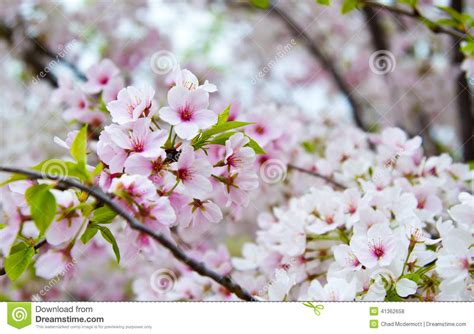 Flowering Cherry Blossom Tree Stock Photo Image Of Park