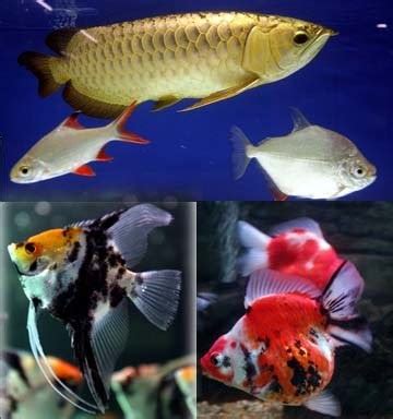 Ikan ini merupakan jenis ikan hias yang memiliki habitat di air tawar. Ikan Hiasan Malaysia: PENGENALAN.