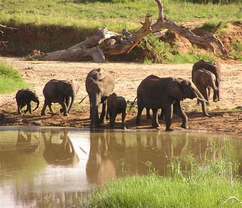 Imagenes De Animales De La Sabana Imagen Manada De Elefantes En El Rio