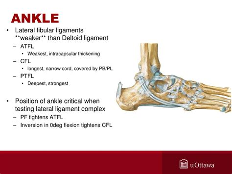 Ppt Foot And Ankle Anatomy And Biomechanics Powerpoint Presentation