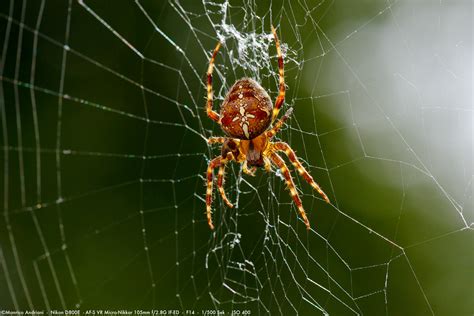 Garden Spider Araneus Diadematus Ragno Crociato Garten Flickr