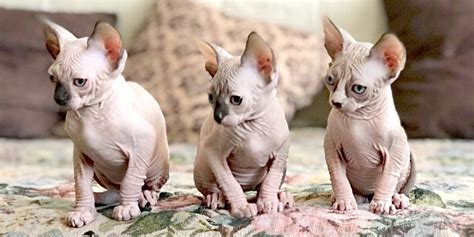 Cattery Listing Types For Sphynx Cat Breeders Sphynx Cats And Kittens