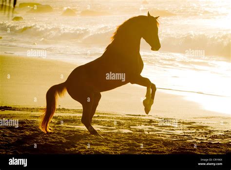 Arabian Horse Stallion Tyfoon Rearing Tropical Beach At Sunset