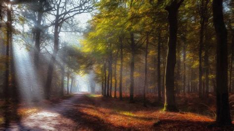 Forest Path Oil On Canvas 4k Ultra Hd Wallpaper Background Image