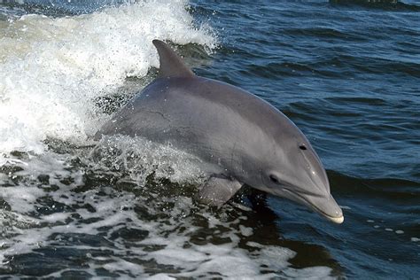 Common Bottlenose Dolphin Animals Monterey Bay Aquarium
