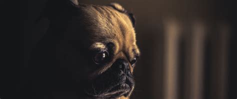 Download Wallpaper 2560x1080 Pug Dog Muzzle Sight Eyes Dual Wide