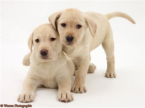 Make sure you find a reputable breeder when you decided to get a puppy. Cute Dogs: Golden Labrador Retrievers