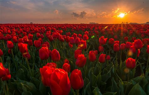 Wallpaper Field Sunset Flowers Tulips Netherlands Buds Plantation