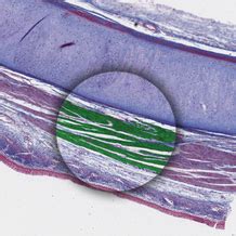 Recommended citation xu, yiwen, automated vascular smooth muscle segmentation, reconstruction, classification and histology of the microvasculature depicts detailed characteristics relevant to tissue perfusion. Diagram / Pictures: Trachea (Histology) | Kenhub