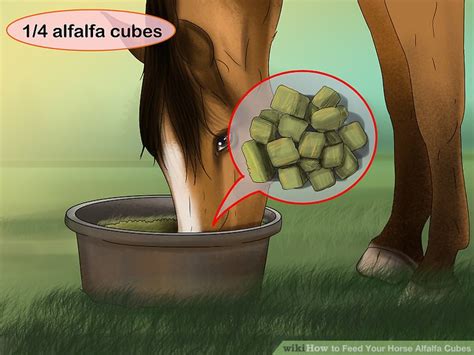 3 Ways To Feed Your Horse Alfalfa Cubes Wikihow Pet