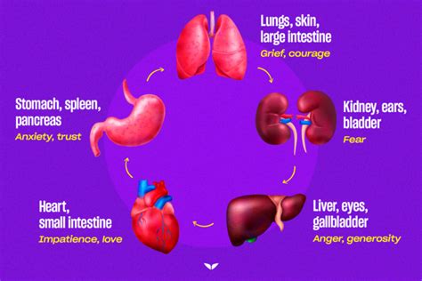 Organs And Emotions Chart How Your Body And Mind Are Connected