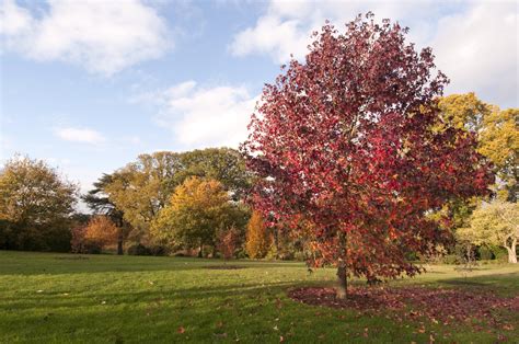 12 Fast Growing Shade Trees For 2022 Arbor Day Blog