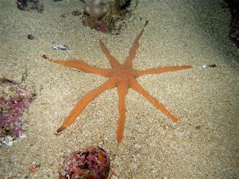 Luidia Ciliaris Also Known Seven Armed Sea Star Orderpaxillosida