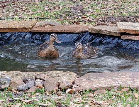 How I Made An Amazing Backyard Diy Duck Pond Atomic Mom Organization