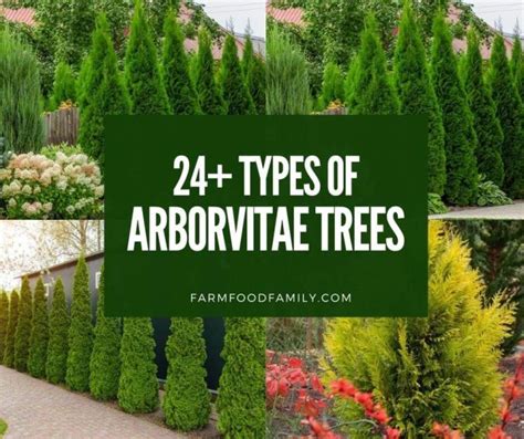 24 Different Types Of Arborvitae Trees For Your Yard With Pictures