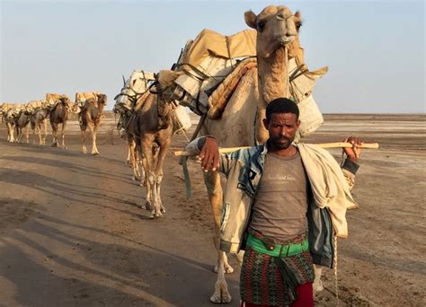 First you have to find out how long it takes to travel each mile… there is 60 seconds in 1 hour. Camel train | Photo