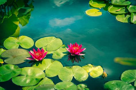 3840x2560 Pink Water Lilies 4k Hd Wallpaper Background Wallpapers And