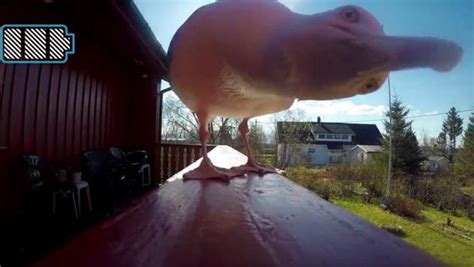 watch seagull ‘steals gopro cam captures stunning drone like shots in flight world news