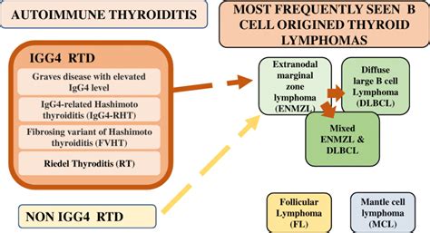 Autoimmune Thyroiditis Is Divided Into Several Different Clinical And