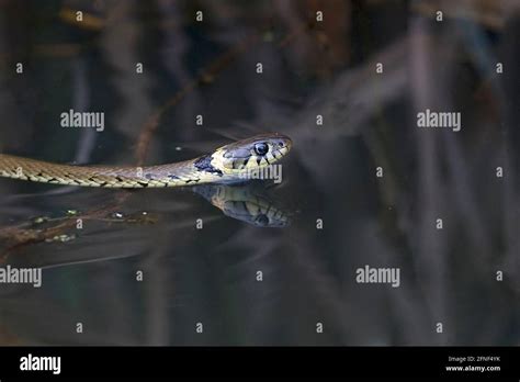 Barred Grass Snake Natrix Helvetica Swimming Stock Photo Alamy