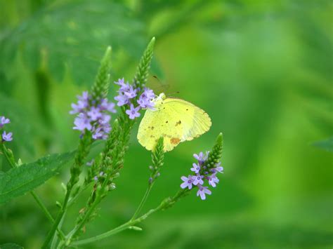 Little Yellow Butterfly Please Help Identify The Tall Flow Flickr