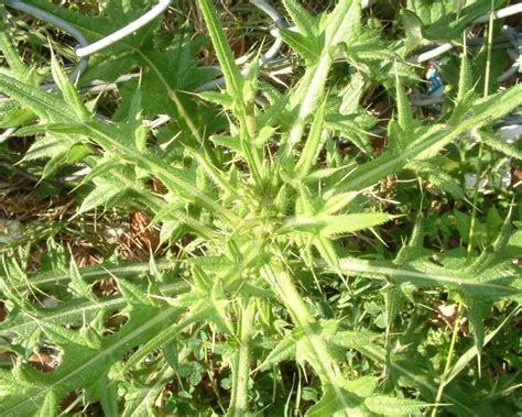 How To Get Rid Of Thistles In Lawns Weed Control Yates Australia