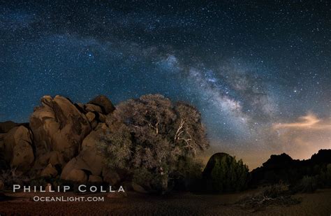 Live Oak And Rocks Milky Way Galaxy Joshua Tree National Park