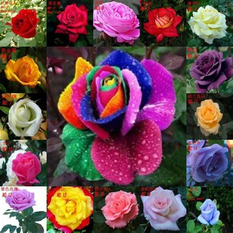 100 Seedspack Rainbow Rose Seeds Rose Seed Bundle Flower Seeds Rose