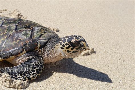 Tortugas Invaden Una Playa Vac A Para Anidar Por Primera Vez Despu S De