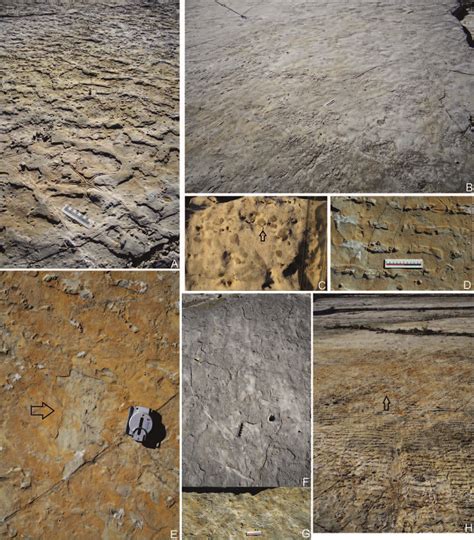 Tidal Flat Sedimentary Structures A Asteroid Preserved Resting On