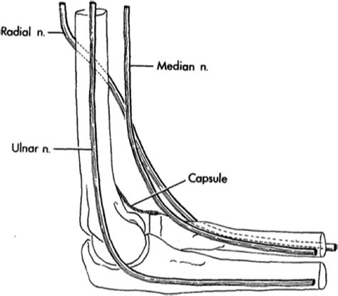 Lateral View Of The Right Elbow Viewing Medial To Lateral Showing The