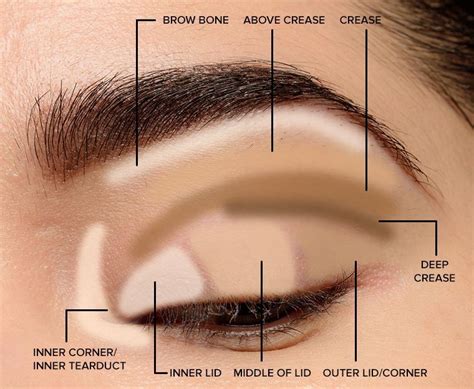 Parts Of The Eye For Applying Makeup Lid Crease Transition Outer V