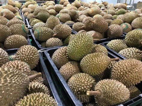 Tan chee keat, a durian trader in penang, said that musang king, which is usually sold at rm55 per kg, is now priced between rm24 and rm33 per kg. Fear of COVID-19 is driving down prices of Musang King ...