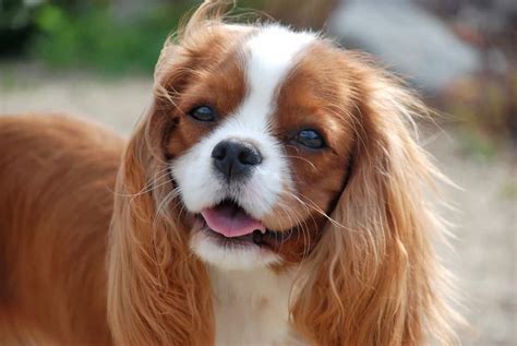 29 Life With A Cavalier King Charles Spaniel Photo Bleumoonproductions