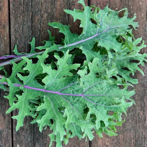 Kale Red Russian Seeds The Seed Collection