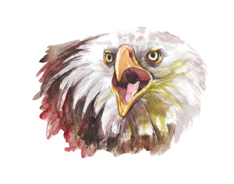 Eagle Beak Stock Vector Illustration Of Carnivore Bird 15994078