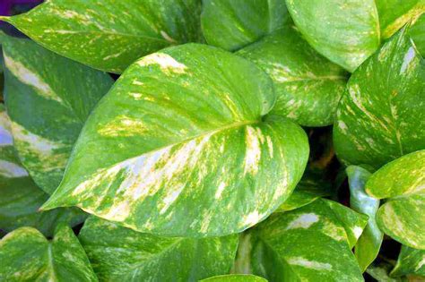 Tanaman gantung yang tahan panas. 10 Macam Tanaman Penghasil Oksigen (Cantik & Sehat) - Toko ...