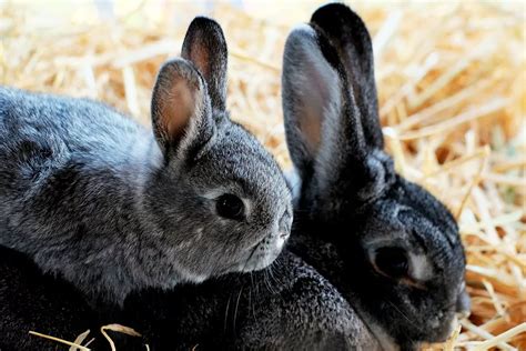 10 Most Beautiful Rabbit Breeds