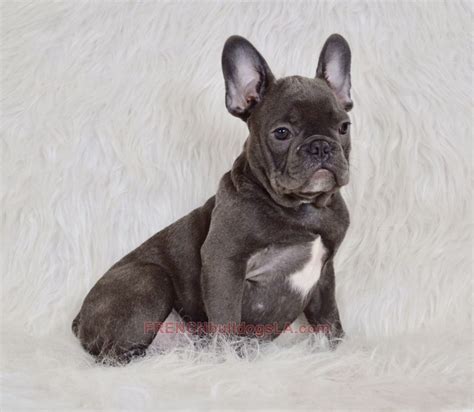 Weekly brushing will go a long way in keeping this pup's coat healthy. Blue French Bulldog Puppies for Sale - Breeding Blue ...