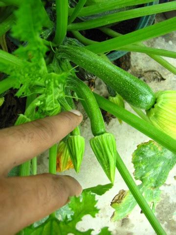 Some even deliver direct to us in the early hours of the morning. Growing Zucchini (Summer Squash) in Containers ...